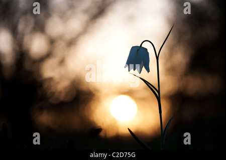 Fritillaria meleagris. Tête de serpents fritillary wildflower dans la campagne anglaise au lever du soleil. Amérique du pré. Cricklade, Wiltshire, Royaume-Uni. Silhouette Banque D'Images