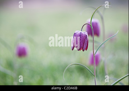 Fritillaria meleagris. Tête de serpents fritillary fleurs sauvages dans la campagne anglaise. Au nord, l'Angleterre de Cricklade, Meadow Banque D'Images