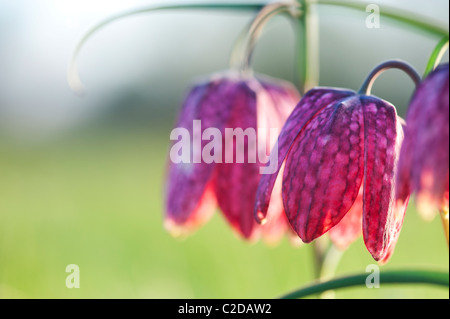 Fritillaria meleagris. Tête de serpents fritillary fleurs sauvages dans la campagne anglaise. Au nord, l'Angleterre de Cricklade, Meadow Banque D'Images