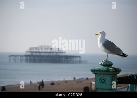 Seagull perché sur le front de mer de Brighton Banque D'Images