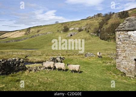 Moutons dans un champ dans la région de Swaledale, Yorkshire Dales National Park. Un vieux four à chaux peut être vu au milieu de l'arrière-plan photo Banque D'Images