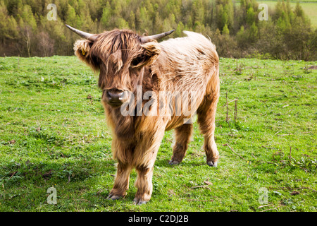 Veau Highland dans le Yorkshire Wolds près de Millington East Riding of Yorkshire Angleterre Banque D'Images