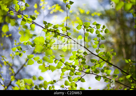 Feuillage frais du printemps de Fagus sylvatica - hêtre Banque D'Images