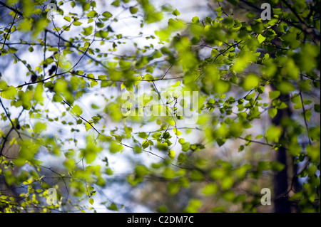 Feuillage frais du printemps de Fagus sylvatica - hêtre Banque D'Images