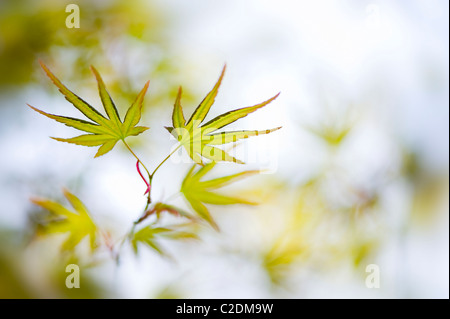 De nouvelles feuilles de source fraîche de Acer Japonica - érable japonais Banque D'Images