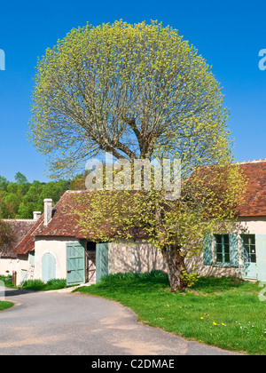 Tilleul européen commun éclatant en feuilles en face de la maison - France. Banque D'Images