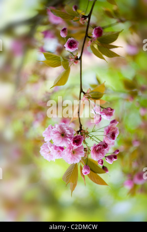 Fleur de cerisier Prunus Kanzan Banque D'Images