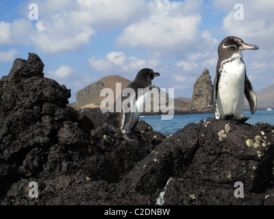 Les pingouins sur les îles Galapagos Banque D'Images