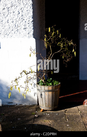 Corylus avellana Contorta Corkscrew hazel Banque D'Images