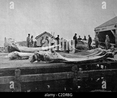 L'un des premiers tirages d'Autotype, la pecherie de Mehavu, pêche, photographie historique, 1884, Norvège, Europe Banque D'Images