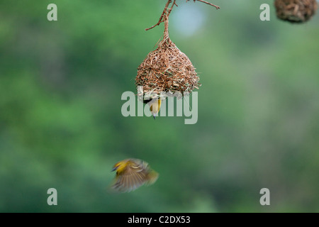 Village Weaver (Ploceus Cucullatus) Banque D'Images