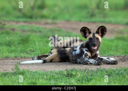 Chien sauvage d'Afrique (Lycaon pictus) Banque D'Images