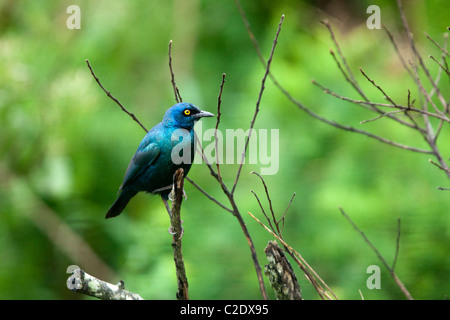 Red-shouldered Glossy Starling (Lamprotornis Nitens) Banque D'Images