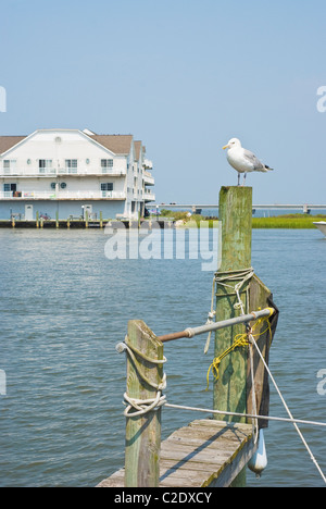 Seagull sur une en Virginie Banque D'Images