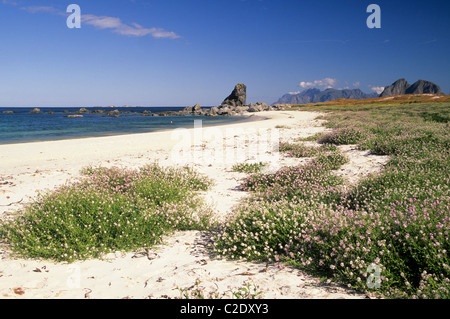 Stettstranda, Værøy, îles Lofoten, Norvège Banque D'Images