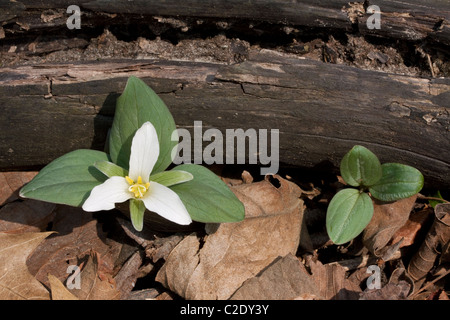 Neige nain ou Trillium nivale River Flats S Michigan USA Banque D'Images