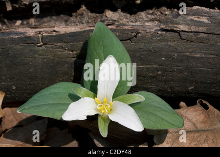 Neige nain ou Trillium nivale River Flats S Michigan USA Banque D'Images