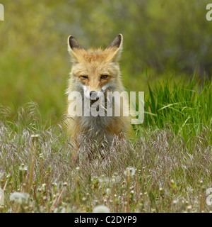 Le renard roux avec un spermophile malchanceuse dans ses mâchoires Banque D'Images