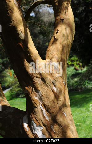 Luma apiculata Myrtle chilienne une espèce d'arbre dans le genre Luma Banque D'Images