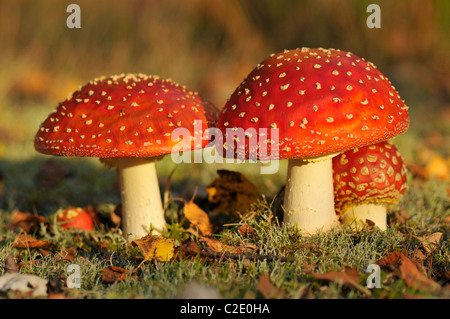 Amanita muscaria, couramment appelée l'agaric fly Banque D'Images