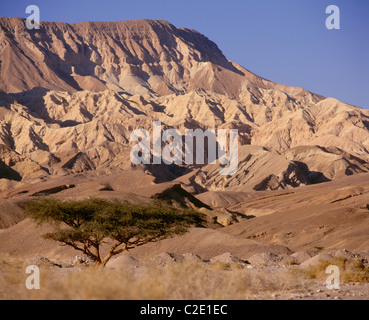 Wadi Feiran le mont Sinaï Égypte Banque D'Images