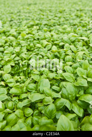 Basil Cress développe dans une serre Banque D'Images