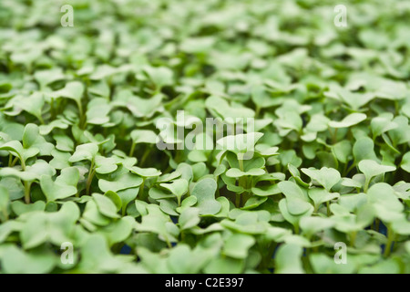 Brocco Cress développe dans une serre Banque D'Images