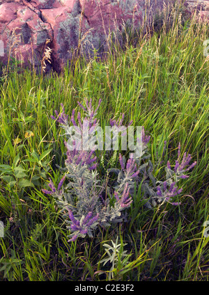 (Leadplant Amorpha canescens) et Sioux Quartzite, Gitchie État Manitou Préserver, Lyon Comté (Iowa) Banque D'Images