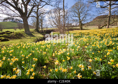 La floraison des jonquilles sauvages dans la région de Rosedale, dans le North York Moors, Yorkshire, UK. Banque D'Images