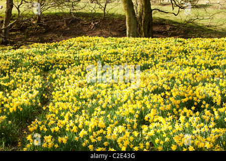 La floraison des jonquilles sauvages dans la région de Rosedale, dans le North York Moors, Yorkshire, UK. Banque D'Images