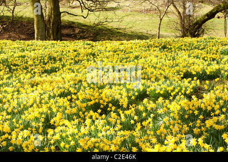 La floraison des jonquilles sauvages dans la région de Rosedale, dans le North York Moors, Yorkshire, UK. Banque D'Images