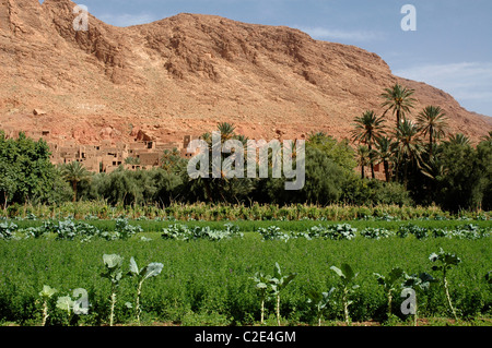 Vallée du Dadès, Ouarzazate province, Sous-Massa-Draa, Haut Atlas, Maroc, Afrique, Banque D'Images