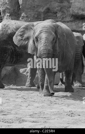 Éléphant d'Afrique en captivité Banque D'Images