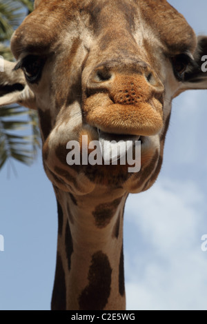 Girafe close up Banque D'Images