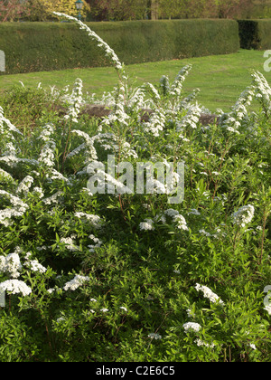 Spiraea 'Arguta' syn. Spiraea x arguta 'Bridal Wreath' en fleurs en milieu de printemps, UK Banque D'Images