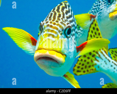 Une lèvre douce tropicaux se penche sur l'appareil photo sur la Grande Barrière de corail en Australie. Banque D'Images