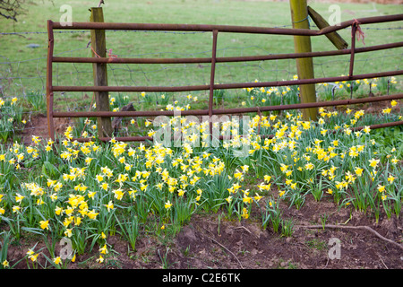 La floraison des jonquilles sauvages dans la région de Rosedale, dans le North York Moors, Yorkshire, UK. Banque D'Images