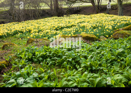 La floraison des jonquilles sauvages et de l'ail sauvage dans la région de Rosedale, dans le North York Moors, Yorkshire, UK. Banque D'Images