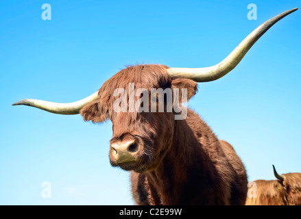 Un longicorne scottish highland cow Banque D'Images