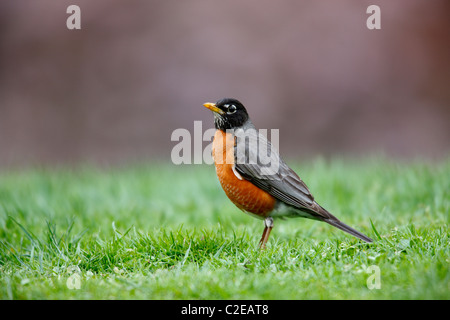 Merle d'Amérique (Turdus migratorius migratorius), sous-espèce de l'homme, se reposant dans l'herbe Banque D'Images