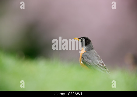 Merle d'Amérique (Turdus migratorius migratorius), sous-espèce de l'homme, se reposant dans l'herbe Banque D'Images