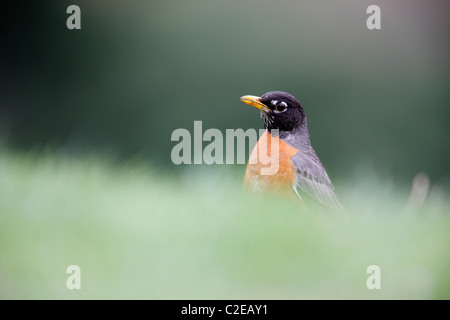 Merle d'Amérique (Turdus migratorius migratorius), sous-espèce de l'homme, se reposant dans l'herbe Banque D'Images