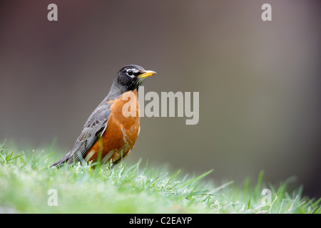 Merle d'Amérique (Turdus migratorius migratorius), sous-espèce de l'homme, se reposant dans l'herbe Banque D'Images