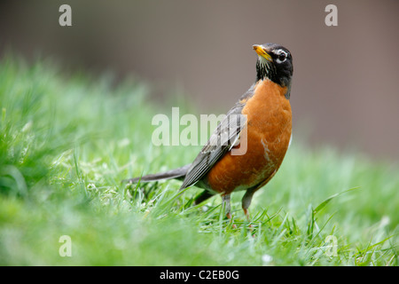 Merle d'Amérique (Turdus migratorius migratorius), sous-espèce de l'homme, se reposant dans l'herbe Banque D'Images