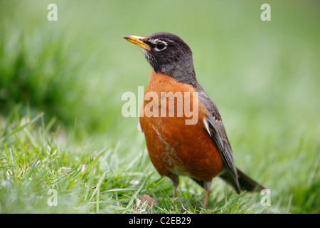 Merle d'Amérique (Turdus migratorius migratorius), sous-espèce de l'homme, se reposant dans l'herbe Banque D'Images