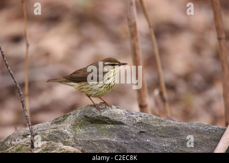 Paruline des ruisseaux (Parkesia noveboracensis), un ressort migrant pour New York City's Central Park Banque D'Images