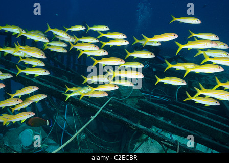 L'École de l'albacore Rouge-barbet, poissons, récifs de Saint John, Mer Rouge, Egypte Banque D'Images