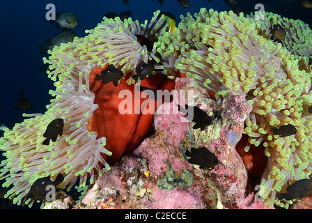 Trois mineurs-spot dascyllus, poissons, anémones, récifs de Saint John, Mer Rouge, Egypte Banque D'Images