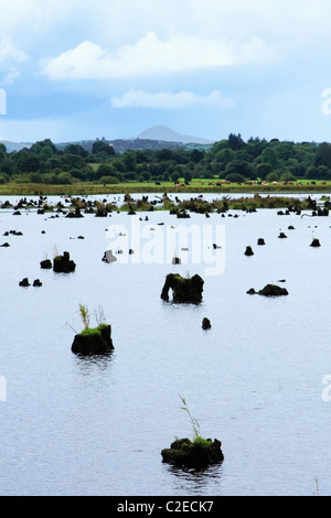 Le Gearagh, Macroom, Co Cork, Irlande ; l'Gearagh Banque D'Images