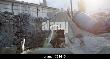 deux chiens errants Banque D'Images